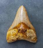 Megalodon - Fossiele tand - 112 mm - 83 mm, Verzamelen