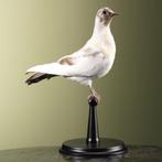 Duif Taxidermie Opgezette Dieren By Max, Verzamelen, Dierenverzamelingen, Ophalen of Verzenden, Nieuw, Vogel, Opgezet dier