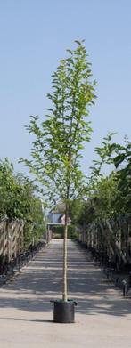 Beverboom Magnolia kobus h 350 cm st. omtrek 12 cm - Warentu, Tuin en Terras, Verzenden