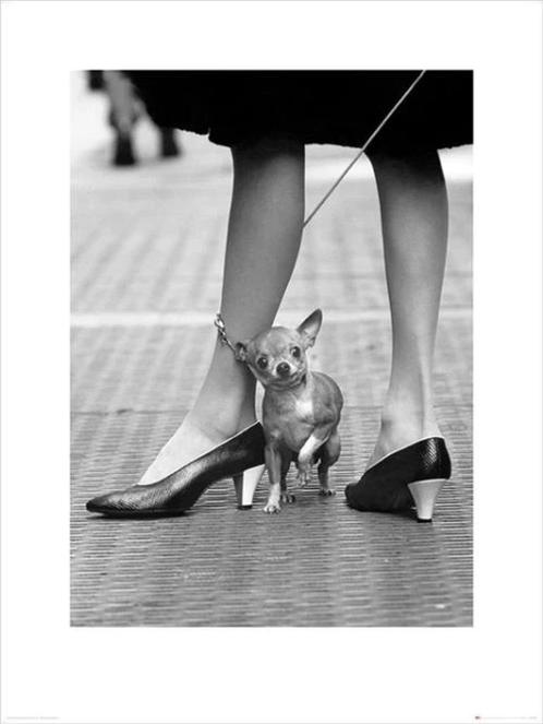 Kunstdruk Time Life Chihuahua 60x80cm, Huis en Inrichting, Woonaccessoires | Schilderijen, Tekeningen en Foto's, Nieuw, Verzenden
