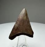 Witte haai - Fossiele tand - 3.8 cm - 2.8 cm (Zonder, Verzamelen, Mineralen en Fossielen