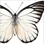 Servetten Vlinder 25cm 24st, Nieuw, Verzenden