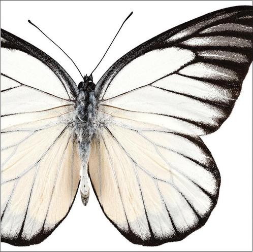 Servetten Vlinder 25cm 24st, Hobby en Vrije tijd, Feestartikelen, Nieuw, Verzenden