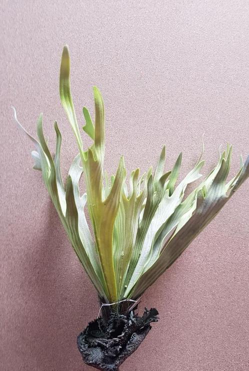 Hertshoornvaren Platycerium h50cm groen Super mooi, Huis en Inrichting, Woonaccessoires | Kunstplanten en Kunstbloemen, Nieuw