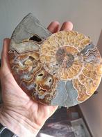 Ammoniet - Gefossiliseerd dier - Aioloceras (Cleoniceras)