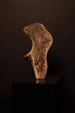 Zoogdier - Fossiel bot - 20 cm, Verzamelen
