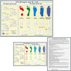 Anatomie poster voet en voetafwijkingen (Nederlands, gela..., Verzenden, Nieuw