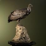 Rüppells Gier Taxidermie Opgezette Dieren By Max, Ophalen of Verzenden, Nieuw, Vogel, Opgezet dier