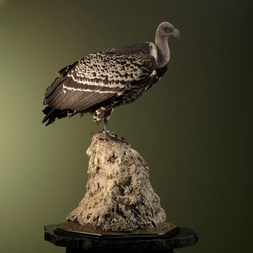 Rüppells Gier Taxidermie Opgezette Dieren By Max, Verzamelen, Dierenverzamelingen, Opgezet dier, Nieuw, Vogel, Ophalen of Verzenden