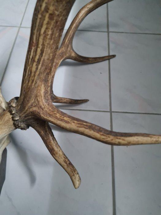 Hert Gewei - Ramure de cerf - 50 cm - 50 cm - 45 cm - (1), Verzamelen, Dierenverzamelingen