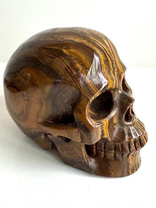 Grote Memento Mori uitgehouwen schedel in ogen van tijger -, Verzamelen, Dierenverzamelingen
