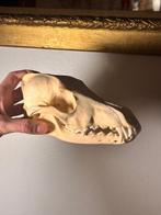 vos Schedel - Crâne de Vulpes vulpes - 0 cm - 0 cm - 0 cm -, Nieuw