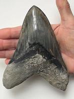 Grote Megalodon-tand 15,3 cm (6,08 inch) - Fossiele tand -