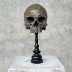 Beeld, NO RESERVE PRICE - Stunning human skull no jaw statue, Antiek en Kunst