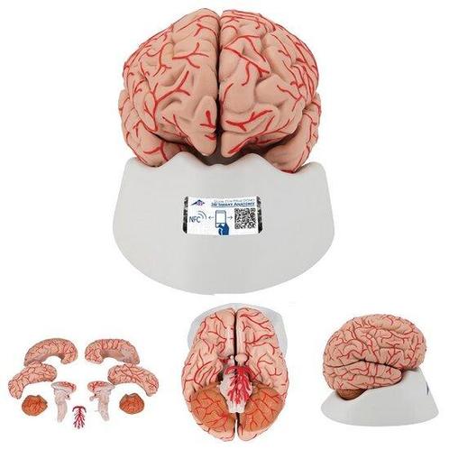 Anatomie model van de hersenen met bloedvaten, 9-delig, 1..., Sport en Fitness, Overige Sport en Fitness, Verzenden