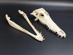 Nijlkrokodil Schedel van een reptiel - Crocodylus niloticus, Antiek en Kunst, Curiosa en Brocante