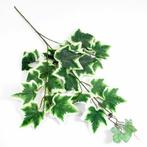 Hedera Groot Tak +/-60cm. BONT Hedera Tak +/-59, Ophalen of Verzenden, Nieuw
