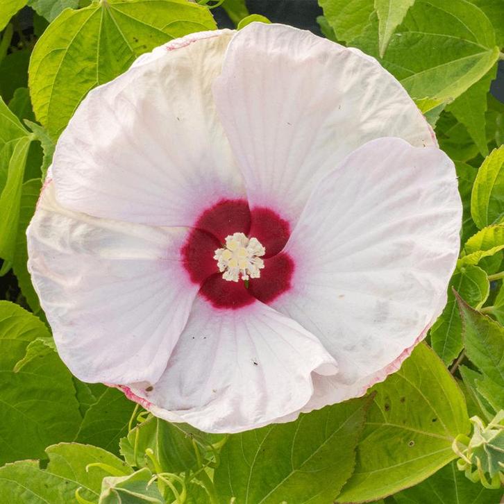 Hibiscus Moscheutos Luna F1 Pink Swirl (roze, Wit), Tuin en Terras, Planten | Tuinplanten, Overige soorten, Eenjarig, Ophalen of Verzenden