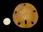Echinoderm - Gefossiliseerde schelp - Encope californicus