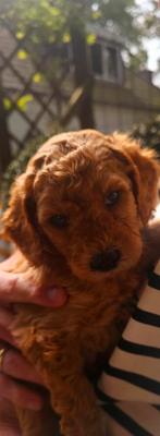 Sunshine Doodledreamteam Doodletjes, Parvo, Nederland, Overige rassen, 8 tot 15 weken