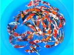 Sakazume 14-16cm  tosai mix (Japanse Koi), Dieren en Toebehoren, Vissen | Vijvervissen, Karper of Koi