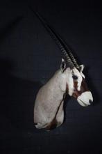 Gemsbok Hoofdmontage - Oryx gazella - 50×65×130 cm, Verzamelen, Nieuw