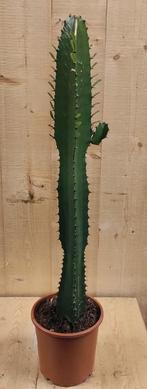 Afrikaanse Melkboom Euphorbia Trigona Cactus 70 cm hoog Groe, Huis en Inrichting, Verzenden