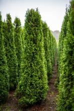 Thuja occidentalis Smaragd 200-225 met kluit., Tuin en Terras, Ophalen, Conifeer, Haag, 100 tot 250 cm