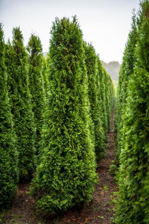 Thuja occidentalis Smaragd 200-225 met kluit., Tuin en Terras, Planten | Struiken en Hagen, Conifeer, Haag, 100 tot 250 cm, Ophalen