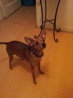 Tatyana Clothing, Dog Collar in Black., Verzenden, Nieuw