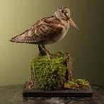 Houtsnip Taxidermie Opgezette Dieren By Max, Verzamelen, Dierenverzamelingen, Ophalen of Verzenden, Nieuw, Vogel, Opgezet dier