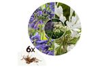 Agapanthus blauw-wit - mix van 6, Huis en Inrichting, Kamerplanten, Verzenden
