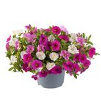 Calibrachoa Mixmaster - Pink Paradise / 30cm hangpot, Ophalen of Verzenden