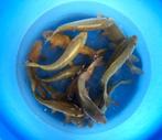 Hirasawa Marusei 28-35cm (Japanse Koi), Dieren en Toebehoren, Vissen | Vijvervissen, Karper of Koi