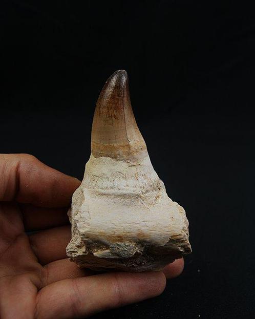 Mosasaurus - Fossiel onderkaakbot - Mandibula Mosasaurus, Verzamelen, Mineralen en Fossielen