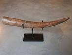 Stegodont - Gefossiliseerde slagtand - 47 cm