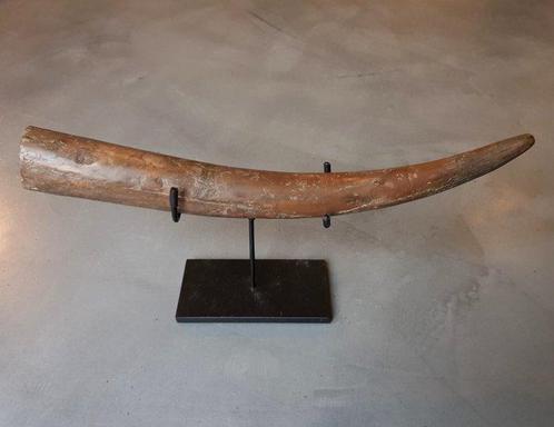 Stegodont - Gefossiliseerde slagtand - 47 cm, Verzamelen, Mineralen en Fossielen