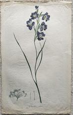 Icones Plantarum Rariorum - 1793, Antiek en Kunst