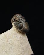 Trilobiet - Gefossiliseerd dier - Morocops ovatus (Zonder