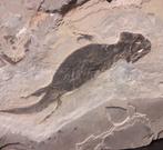 Gefossiliseerd geleed skelet - Sclerocephalus - 19 cm - 16, Verzamelen, Mineralen en Fossielen