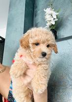 Hele mooie MALTIPOO hier geboren, hypoallergeen, Dieren en Toebehoren, Parvo, Overige rassen, 8 tot 15 weken, Meerdere