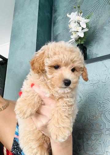 Hele mooie MALTIPOO hier geboren, hypoallergeen beschikbaar voor biedingen