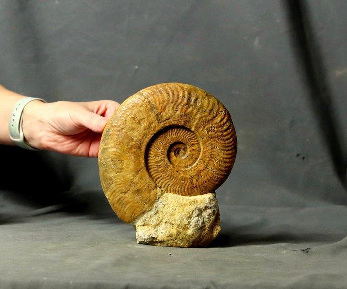Fijn fossiele ammoniet op standaard - Gefossiliseerd dier -, Verzamelen, Mineralen en Fossielen