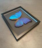 Vlinder Taxidermie wandmontage - Morpho didius - 18,5 cm -, Nieuw