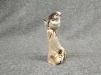 Langstaartborstlijster Taxidermie volledige montage -, Nieuw