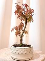 Japanese maple bonsai (Acer palmatum) - Hoogte (boom): 20 cm, Antiek en Kunst