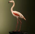 Rode Flamingo Taxidermie Opgezette Dieren By Max, Verzamelen, Dierenverzamelingen, Nieuw, Opgezet dier, Vogel, Ophalen of Verzenden