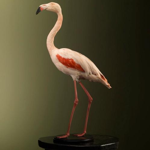 Rode Flamingo Taxidermie Opgezette Dieren By Max, Verzamelen, Dierenverzamelingen, Opgezet dier, Nieuw, Vogel, Ophalen of Verzenden
