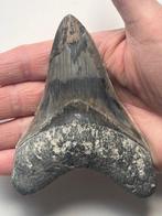 Megalodon tand 11,5 cm - Fossiele tand - Carcharocles