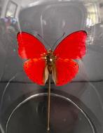 Vlinder Taxidermie volledige montage - Cymothoe Sangaris -
